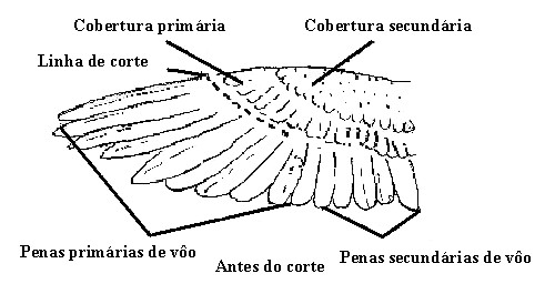 corte1.jpg
