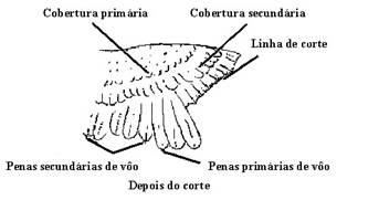 corte2.jpg